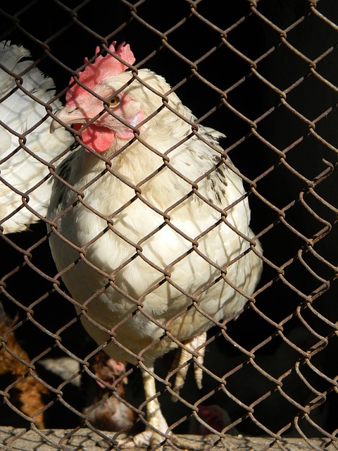 曼联的财务 曼联的财务