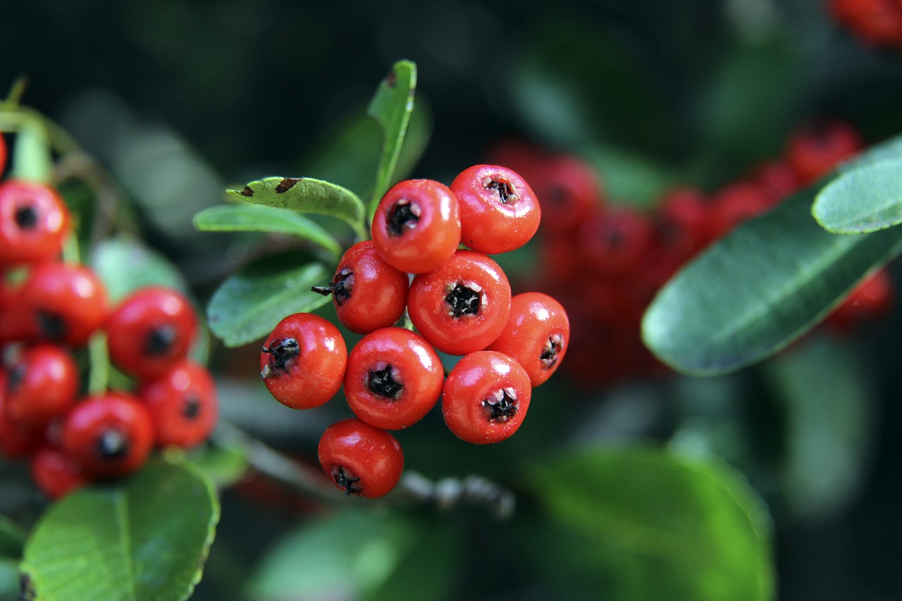 使得这一称 使得这一称